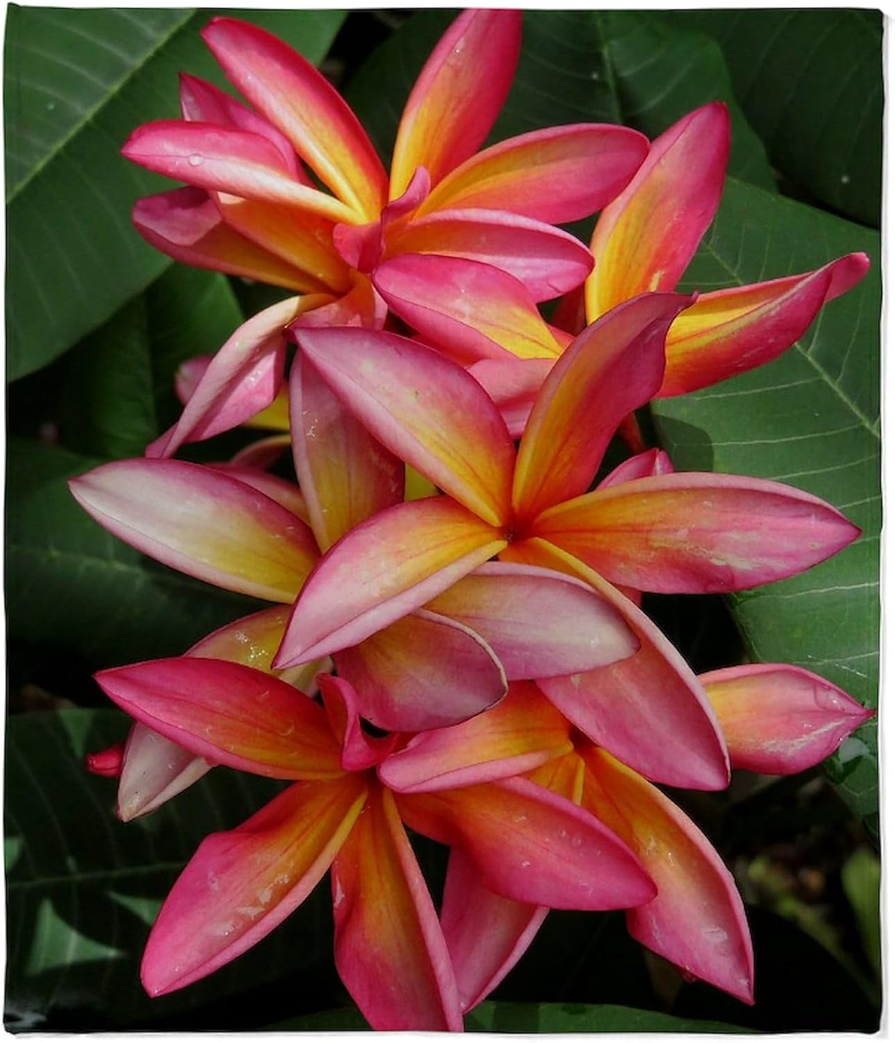 CafePress Hawaiian Plumeria Throw Blanket Super Soft Fleece Plush Throw Blanket, 60"x50"