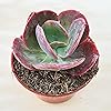 Product Photo 2