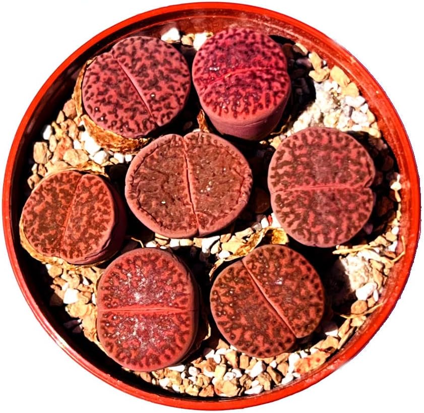 Miniatura 1 de Micro Landscape Design One Lithops Bromfieldii Glaudinae - Planta suculenta morada rara  Se vende individualmente (pequeña (0.3-0.5 pulgadas)