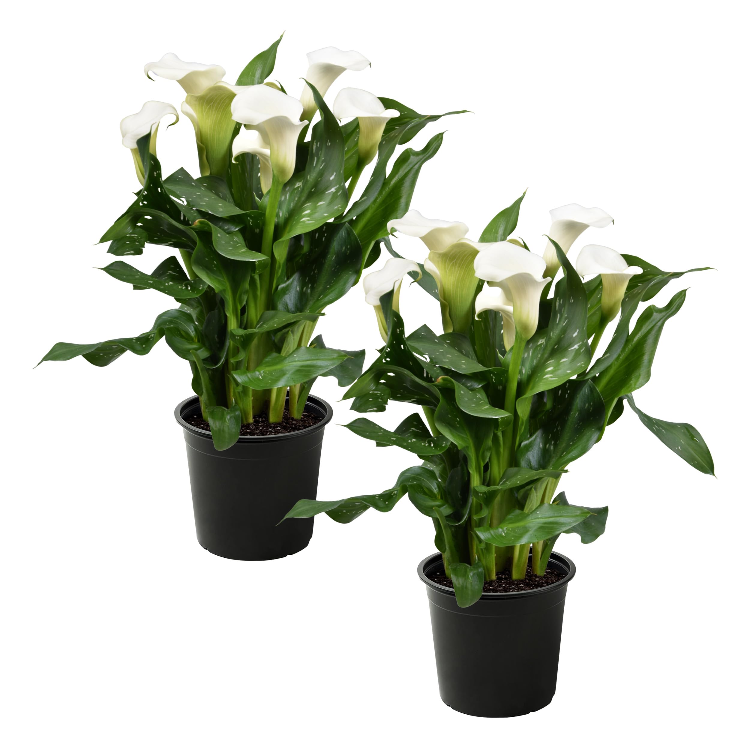 The Three Company Live Calla Lily