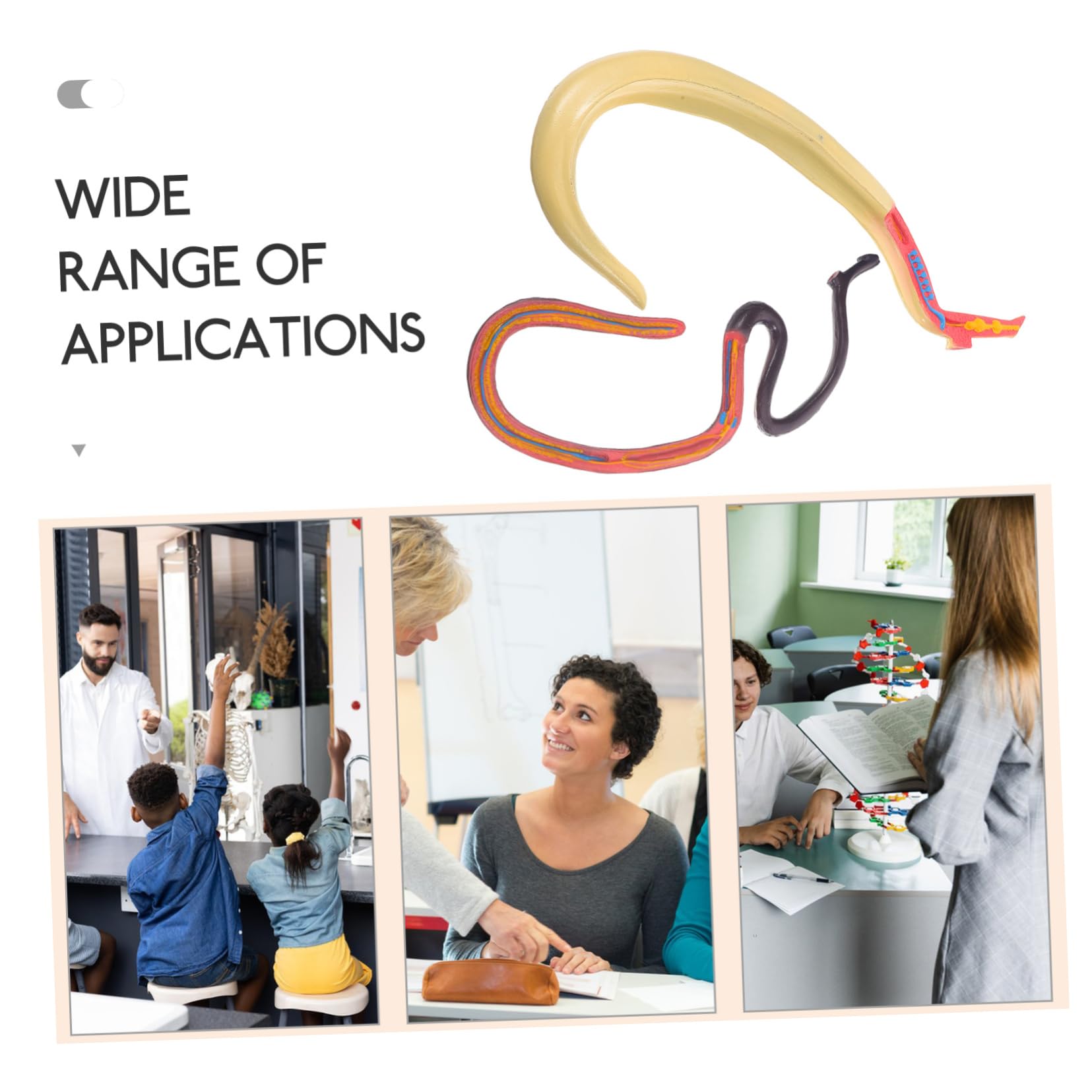 Modèle Anatomique de Schistosome Détachable Affichage Facile en Plastique pour Enseignement en Biologie pour Cours et Expositions Scientifiques