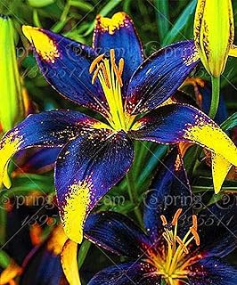 2 Bulbs: Blue Yellow Lily Bulbs, Blue Yellow Lily Flowers, Lily Bulbs, not Lily Seeds