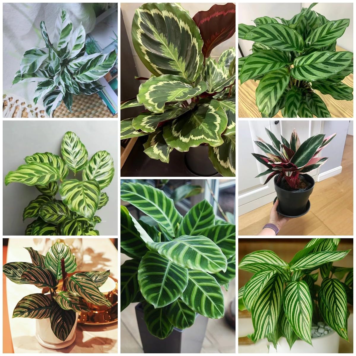dracaena reflexa katzen 7-10 FT Dracaena 'Reflexa' main image 1