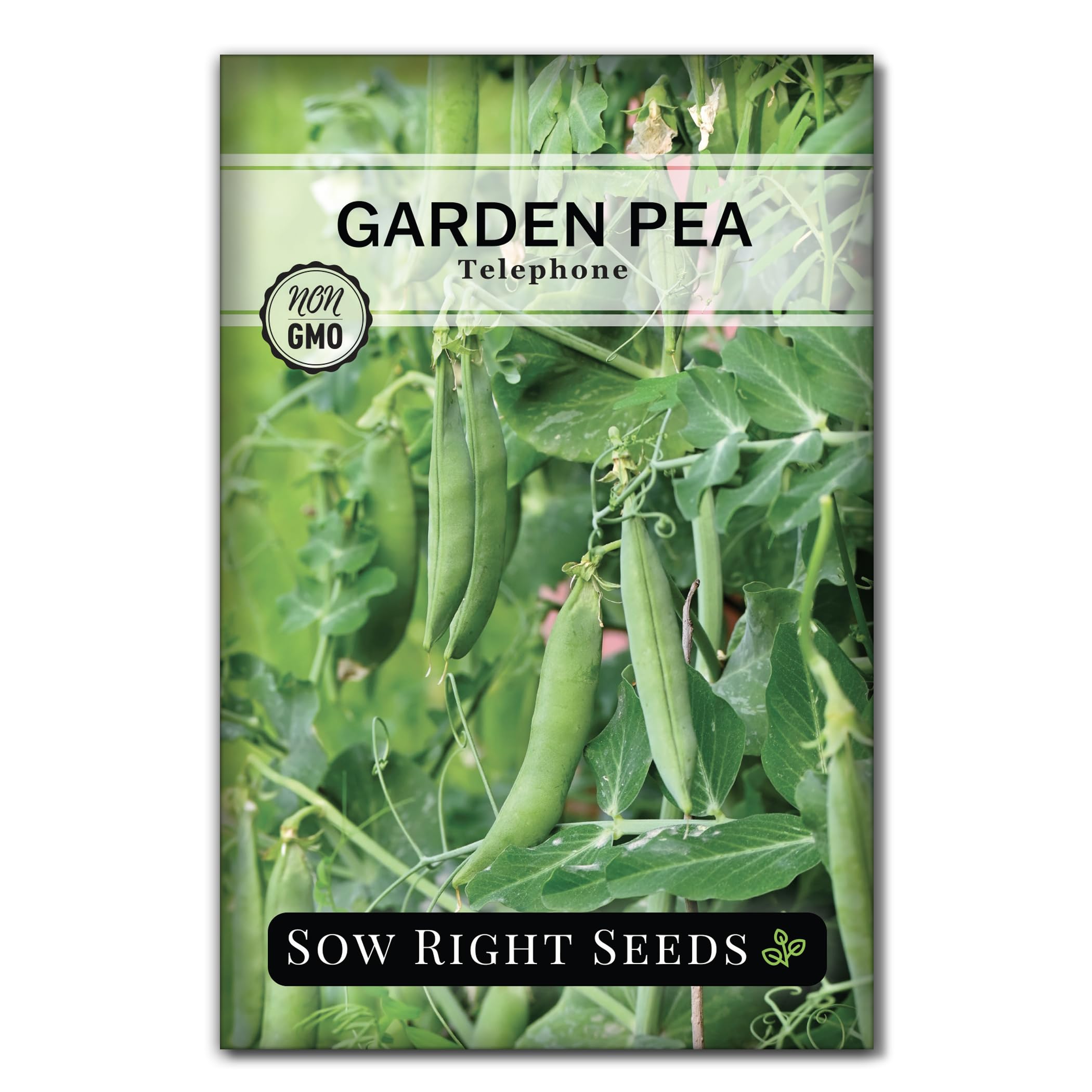 Sow Right Seeds - Telephone Pea Seeds for Planting - Non-GMO Heirloom Packet with Instructions to Grow an Outdoor Home Vegetable Garden - Tall, Productive Vining Plant - Sweet Shelling Pods (1)