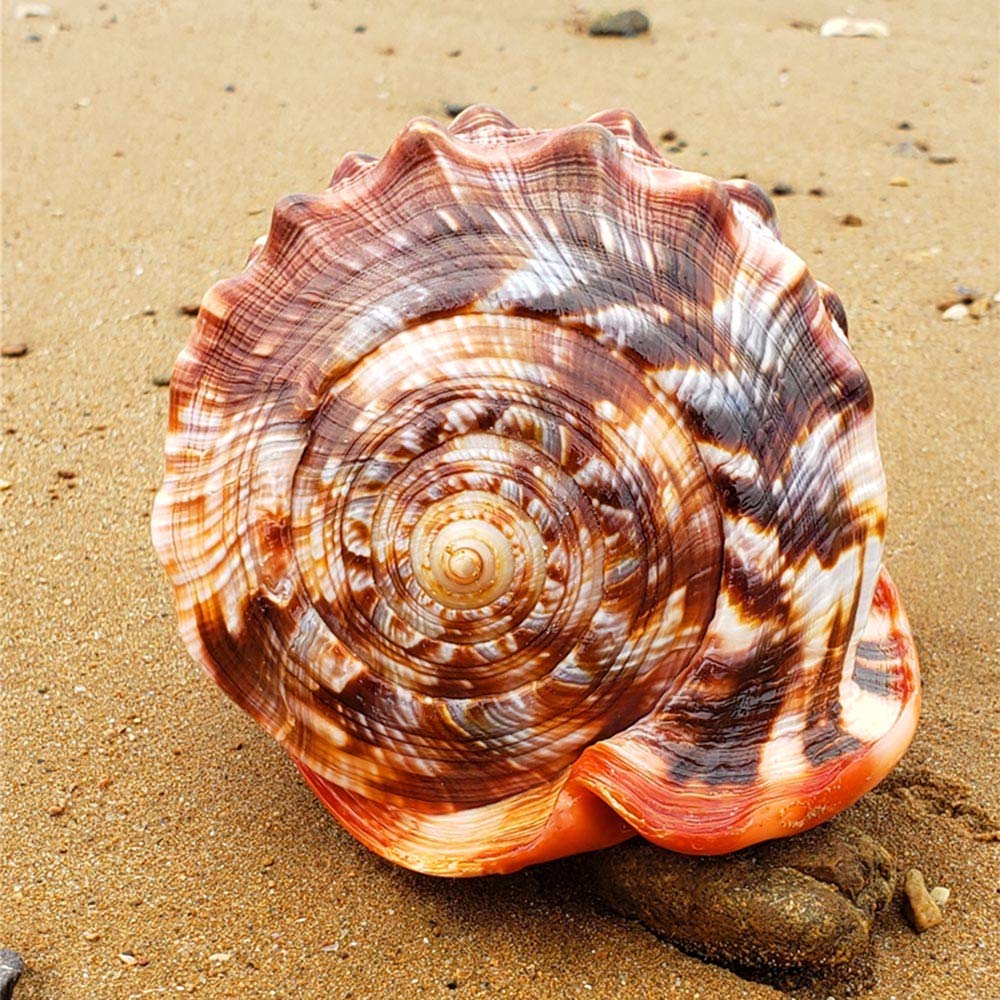 Grandi conchiglie naturali, Grande conchiglia marrone con motivo nautico, decorazione Turbo Polished, espositore da collezione a forma di granchio eremita, 5,2~7,2 pollici(7~7.2inch)