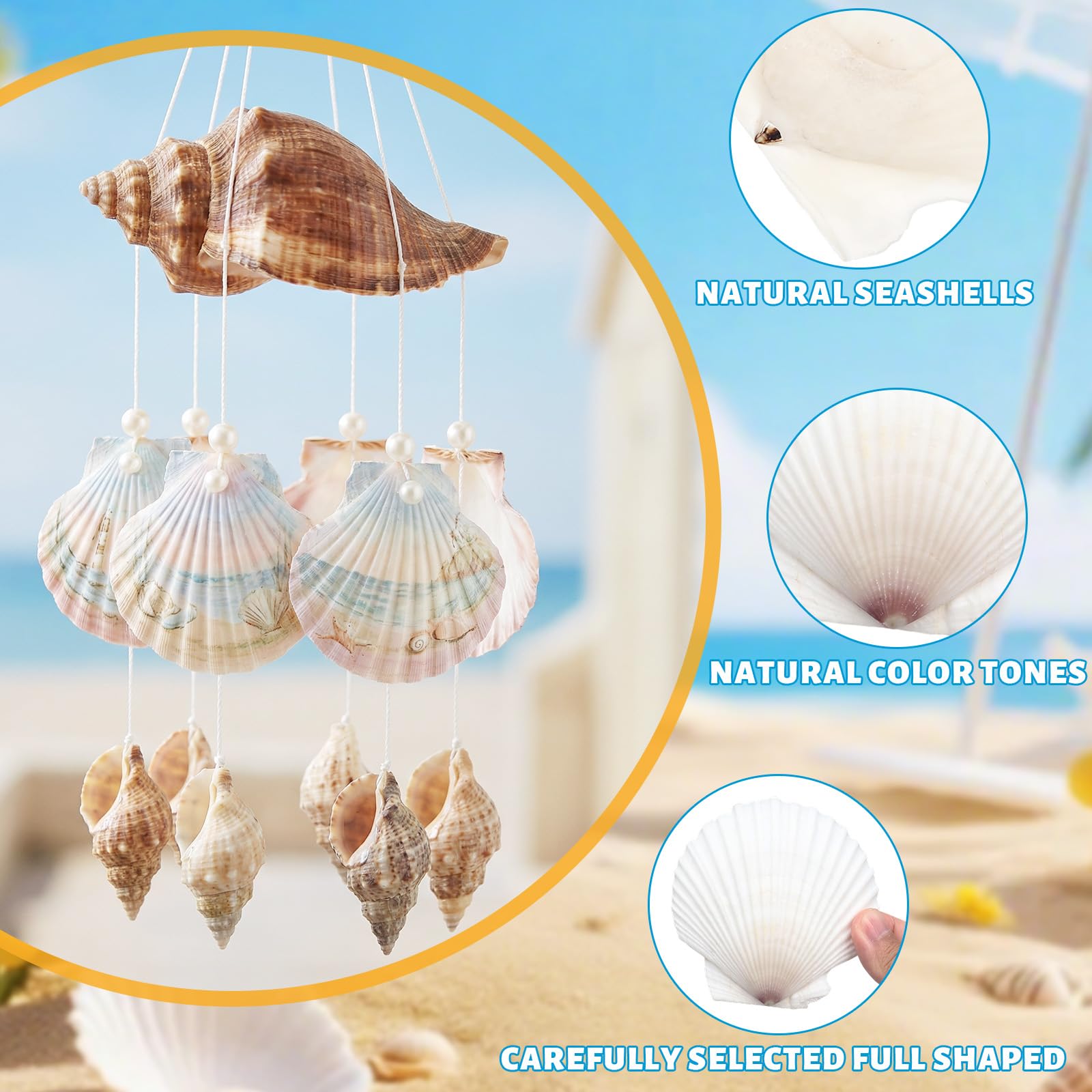 Białe przegrzebki, 12 sztuk, naturalne muszle, duże, muszle wachlarzowe 8-9 cm, muszle dekoracyjne do dekoracji kuchni, talerzyków przystawek, dekoracja akwarium, "zrób to sam"