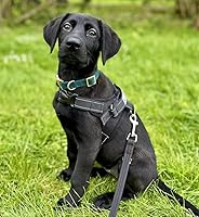 Vista 44 de Collar de Algodón Suave para Perro con Hebilla de Metal Ajustable de Servicio Pesado Cómodo Collares de Pana para Perros Pequeños, Medianos