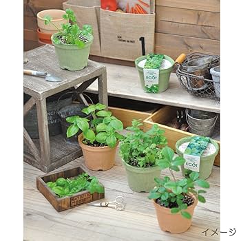  ワイルドストロベリーの中皿4枚セット ウェッジウッド（Wedgwood） ワイルドストロベリー スターター4