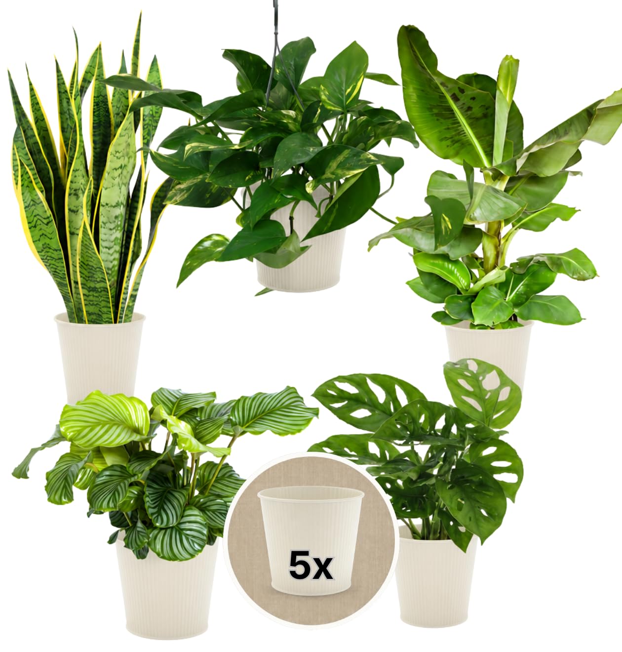 “Exotica” Pflanzenset + 5x Cremefarbener Zinktopf | 5er-Set | Musa, Calathea, Adansonii, Efeutute, Sansevieria | ca. 25-50 cm | Ø 12-15 cm Topf | Exotische Zimmerpflanzen für Wohnung und Büro