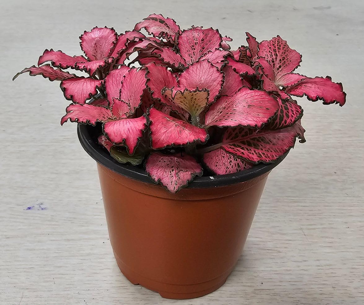 Live Fittonia Nerve Mosaic Plant, Pink, Green, White, 8cm, Indoor Pet Friendly (5, Pink Mix)