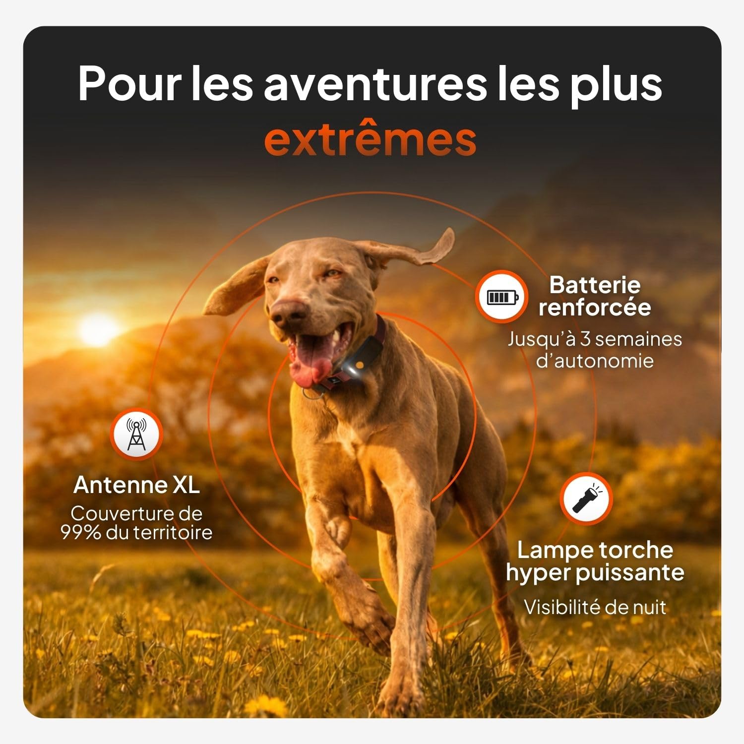 Weenect Chien XT - Traceur GPS pour Chien sans Collier | Étanche | Antenne XL | Portée Illimitée | Garantie à Vie | Abonnement Requis