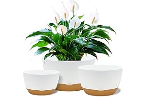 Revolutionary Self-Watering Pots: Nurturing Your Indoor Oasis with Ease