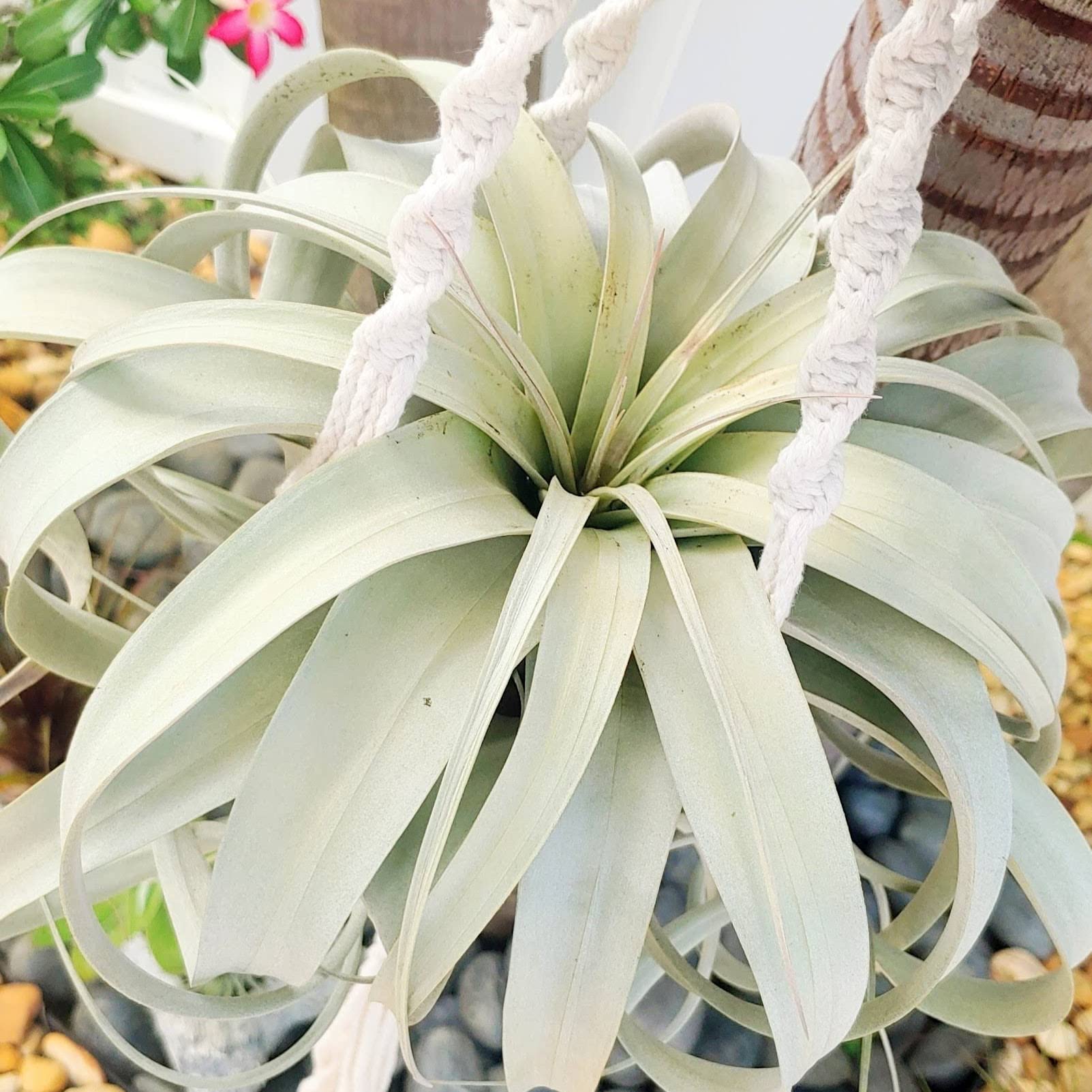 Amazon.com : Large Air Plants - 10 Xerographica - 6 to 9 Inch Air