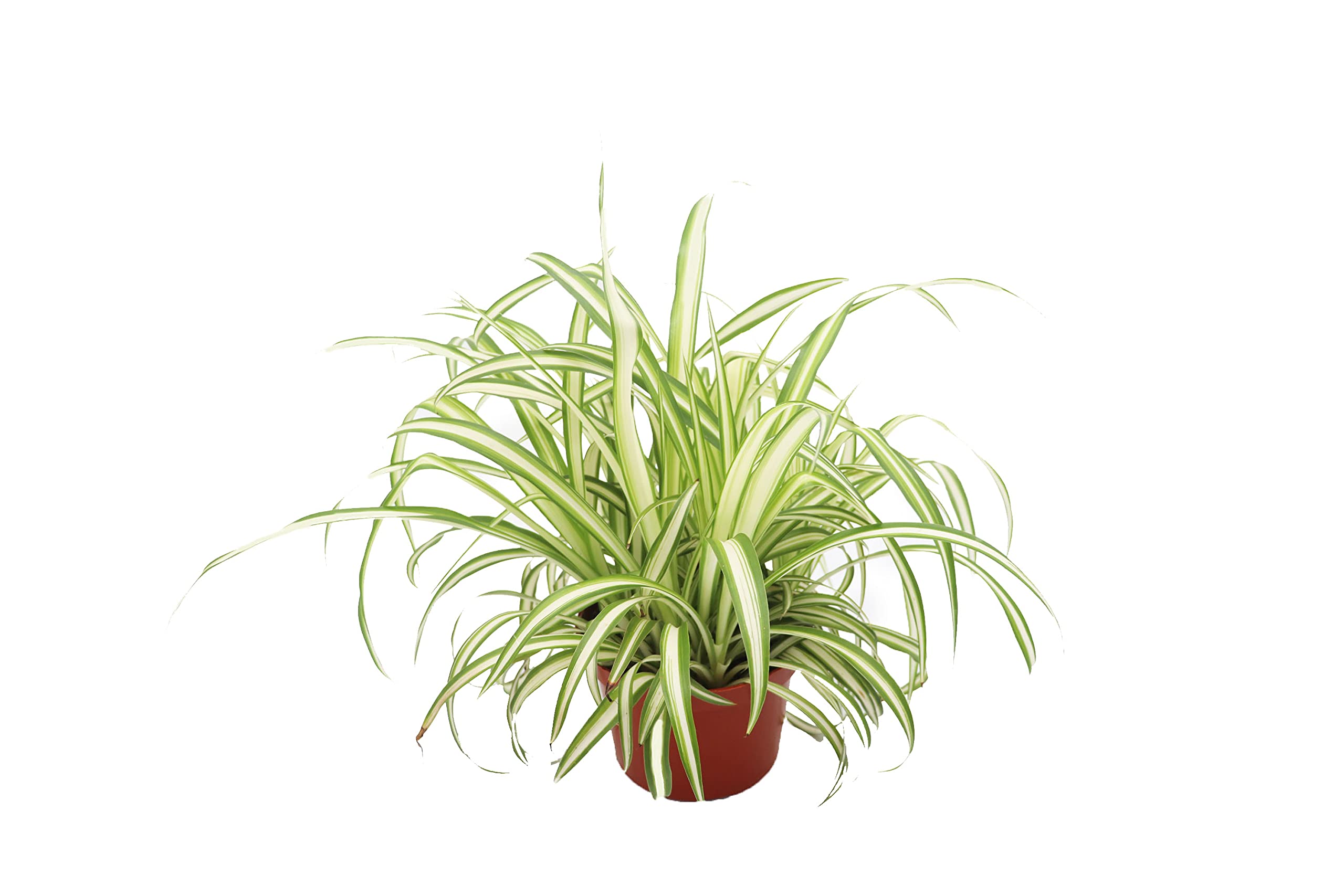 California Tropicals Ocean Spider Plant