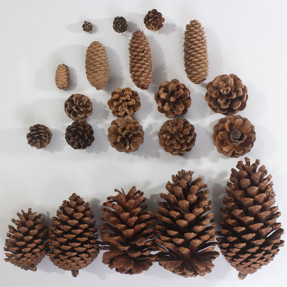 20 conos de pino natural para manualidades, mini piñas de 6 a 7 cm, adornos de piñas pequeñas naturales a granel para manualidades, árbol de Navidad, corona, relleno de jarrón, fiesta de boda