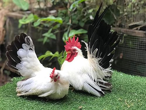 Miniatura 7 de Thunder Rooster Booster Faster X3 Nueva fórmula 90 cápsulas de proteína de suero Vitaminas Suplemento de salud Cápsulas de pollo nutritivo mixto