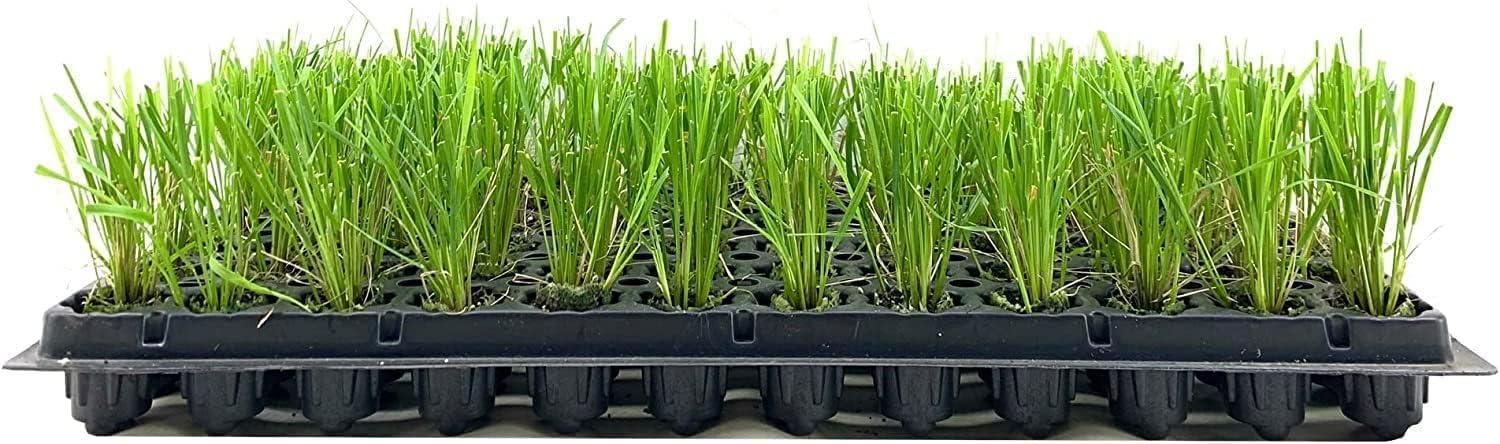 Feather Reed Grass 3 Pack