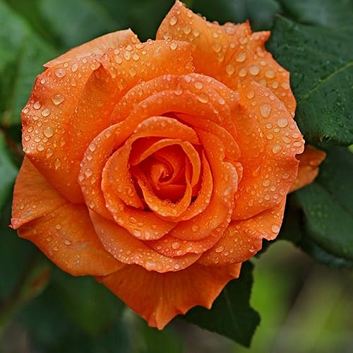 Miniatura 8 de Más de 100 semillas de rosas raras colores mezclados Flores Jardín Plantación