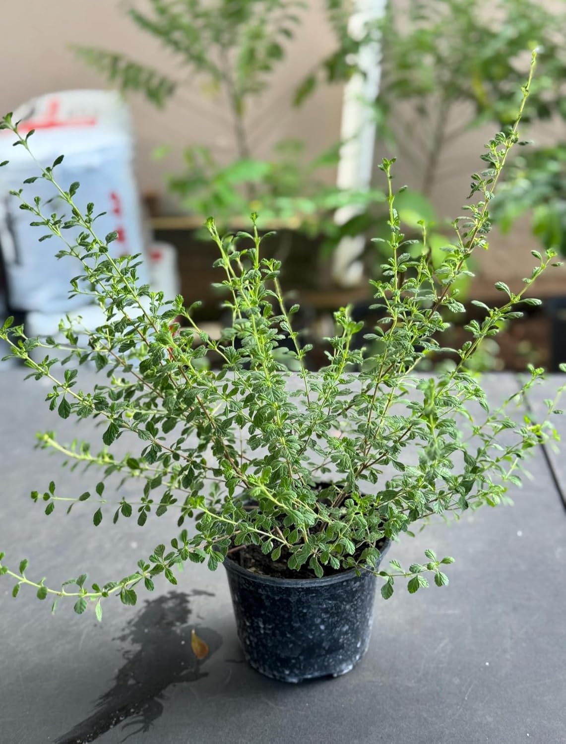 Oregano Plant/Oregano Jamaican Plant (lippia micromera) 10inch-1ft Planta de Oregano