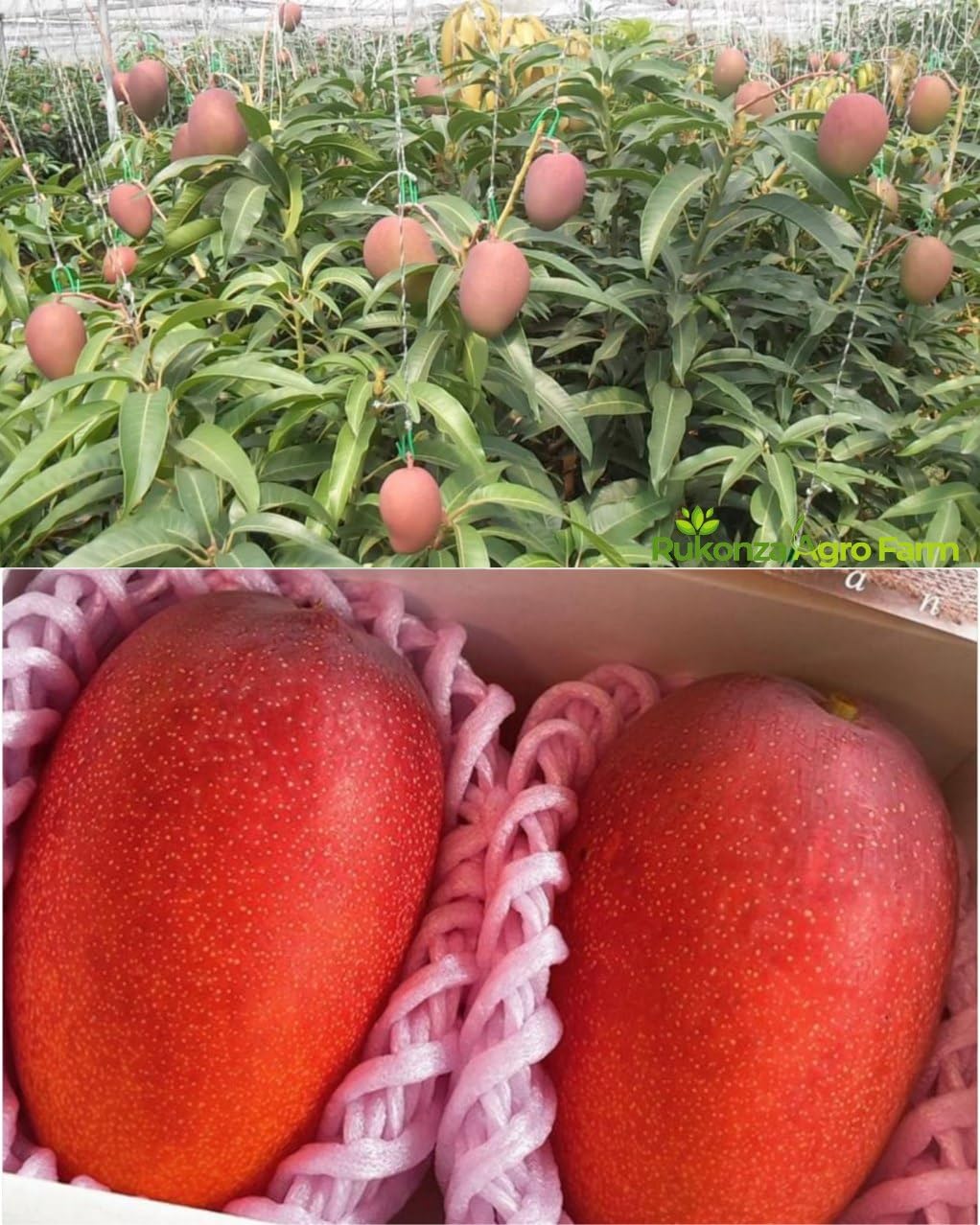 Original Miyazaki Mango Plant - Combo Pack of 2 Grafted Live Tree, Verity- Japanese Taiyo No Tamago Eggs Of Sun, Plant Height 3-4 Feet (B0D97MSTD4) Amazon Price History, Amazon Price Tracker