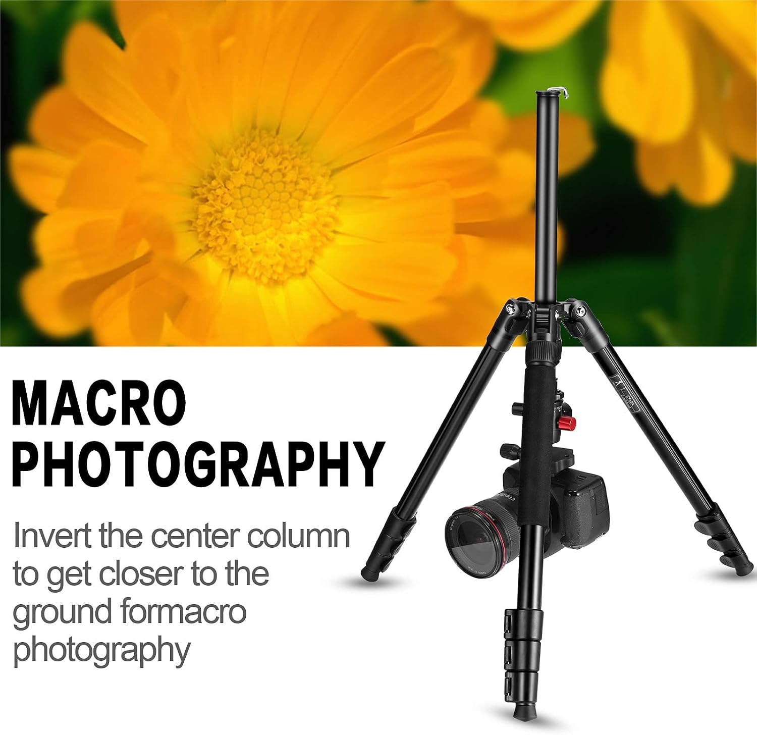 Suреr Brаndѕ MACTREM Professional Camera Tripod with Phone Mount, 62 DSLR Tripod for Travel, Super Lightweight and Reliable Stability, Ball Head Tripod Detachable Monopod with Carry Bag (Black) Amаzоn Crаzу 🔥 Dеаlѕ MACTREM Professional Camera Tripod with Phone Mount, 62 DSLR Tripod for Travel, Super Lightweight and Reliable Stability, Ball Head Tripod Detachable Monopod with Carry Bag (Black)