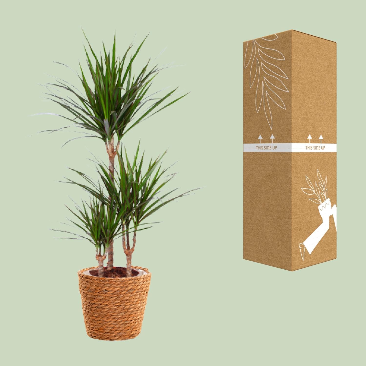 Dracaena Marginata con Cesto in Alga Marina, per Casa e Ufficio, 95cm