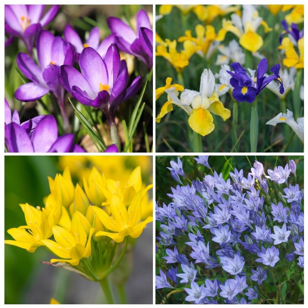 Spring Harmony Collection 100 Bulbs – Colourful Mixed Spring Bulbs by T&M