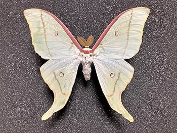 美品　アメリカオオミズアオ　蛾　標本 美品アメリカオオミズアオ蛾標本