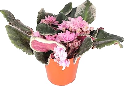 Saintpaulia - Violeta Africana Surprise Bloom - 4