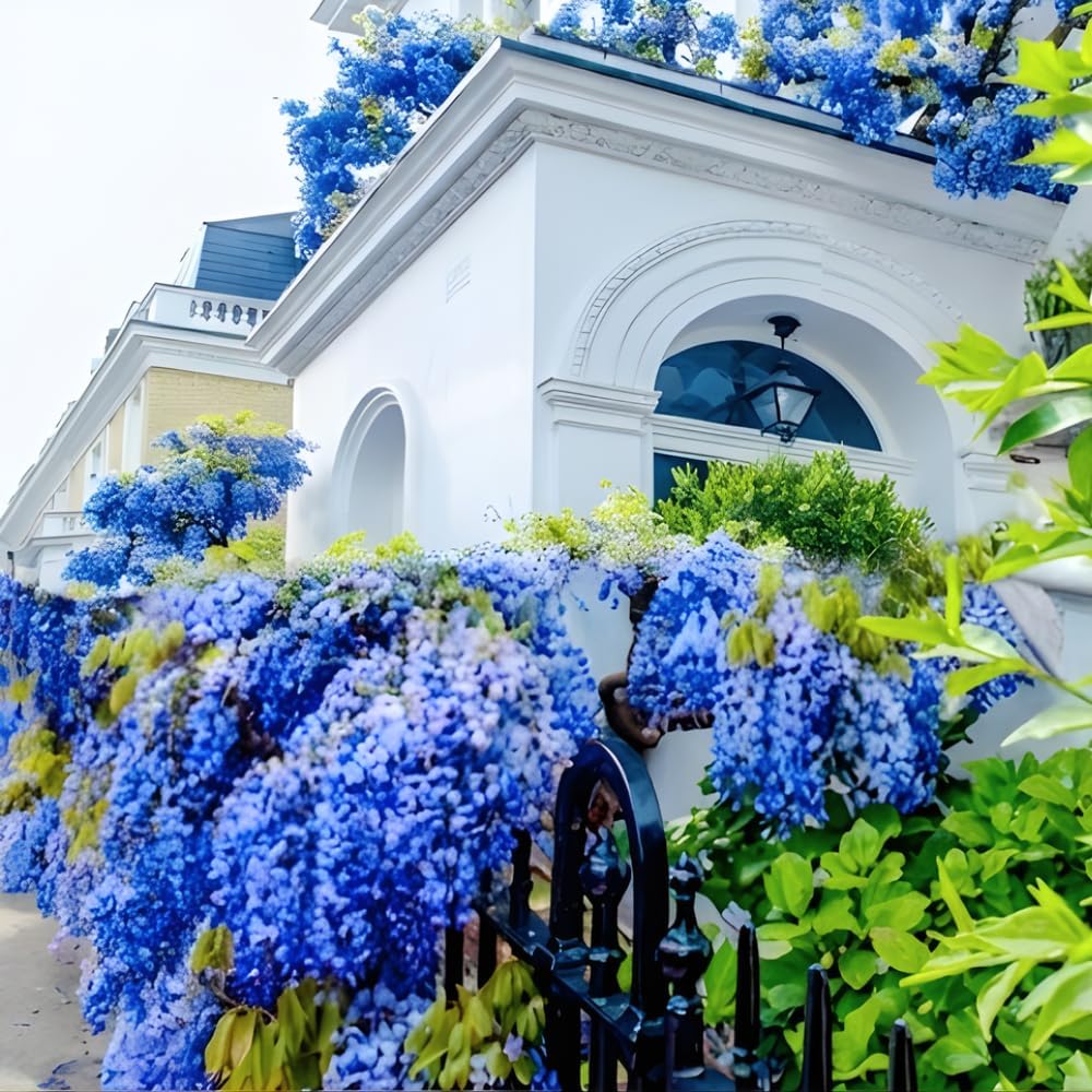 Blue Wisteria Live Plant, 2.5" Pot, Easy Care Flowering Vine, Decorative Climbing Plant for Home Landscapes and Trellises