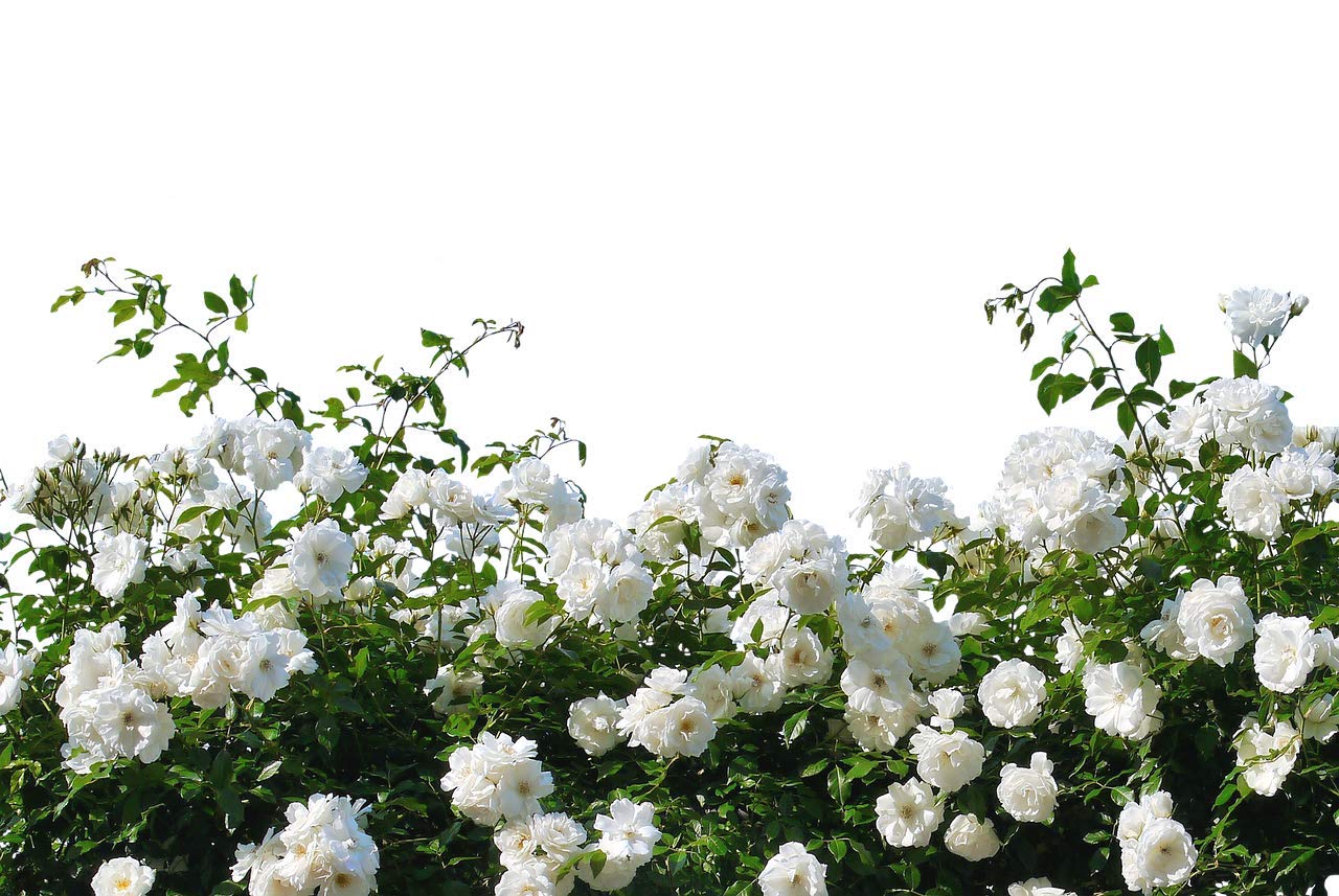 "Mediterrano Rosendünger – Premium-Nährstoffe für kräftige, farbintensive Blüten & gesunde Rosen!" 10 Kg
