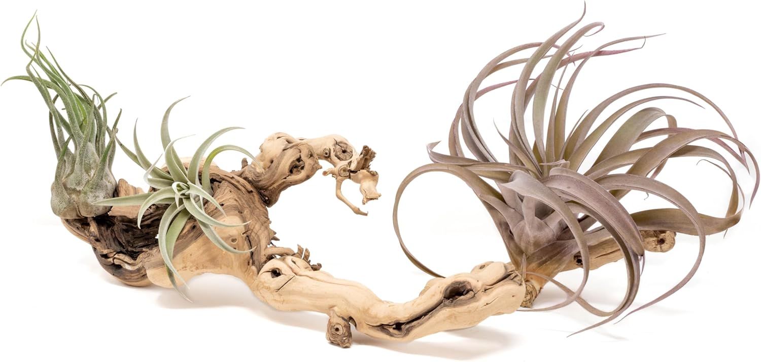 Grapewood Branches with Tillandsia Air Plants - Multiple Sizes (Large Multi-Branch)