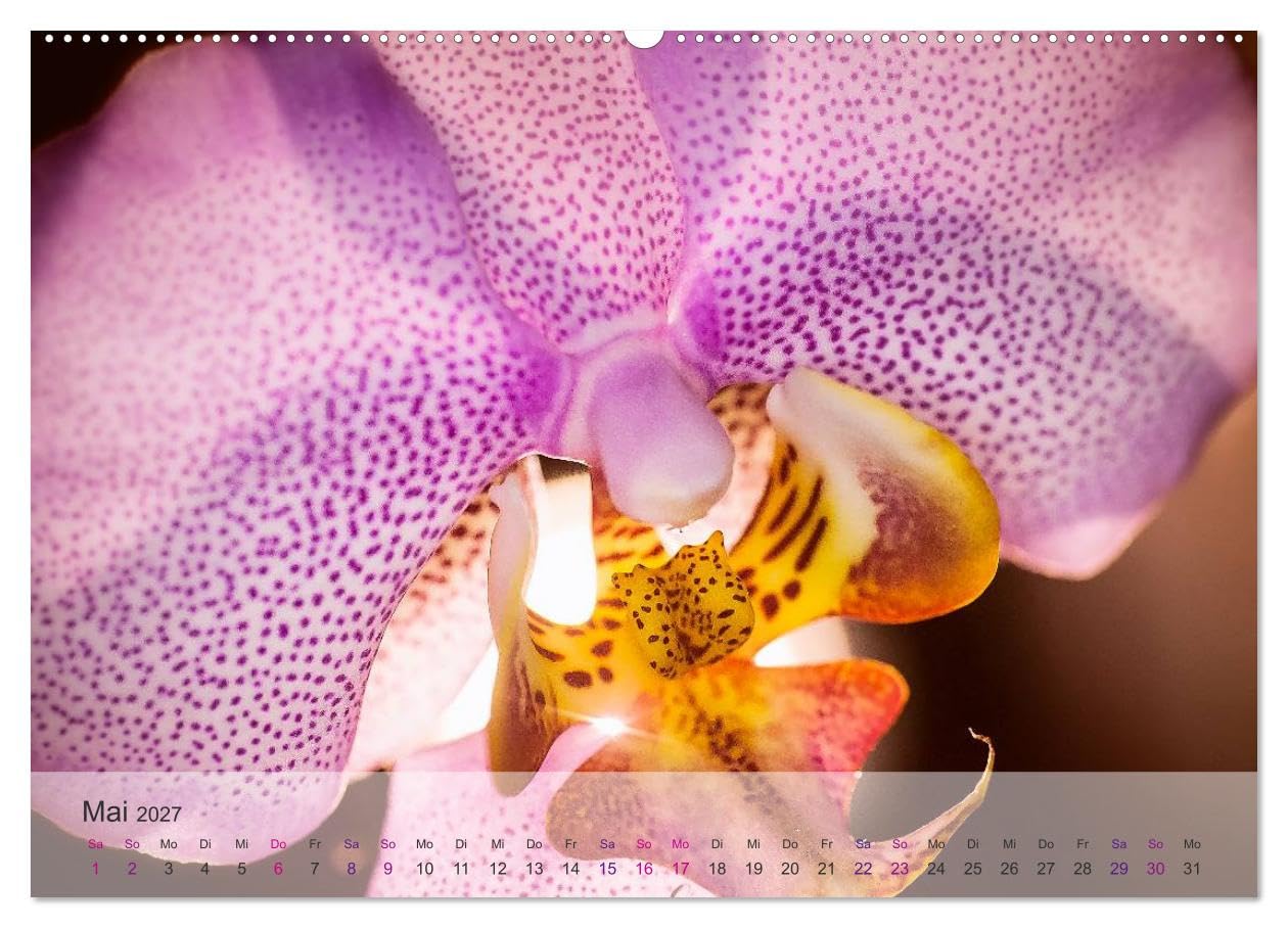 CALVENDO - Phalaenopsis - die zauberhafte Welt der Orchideen (Wandkalender 2027 DIN A2 quer), Monatskalender: Eine kleine zauberhafte Auswahl meiner Orchideen-Familie.