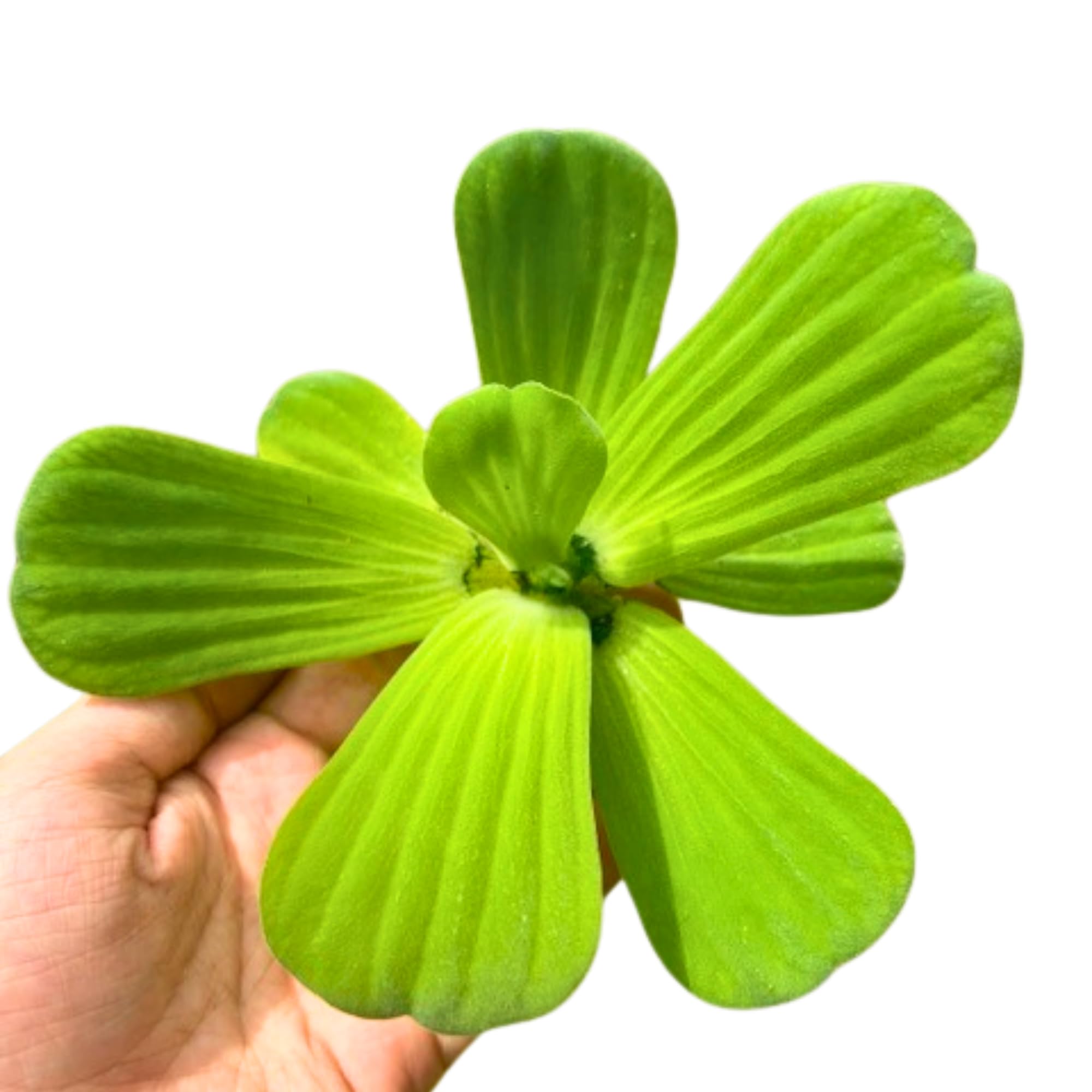 Live Pistia stratiotes Water Lettuce 3 Bare Root Plants Pond Purifier Hardy Water Plant Aquarium Plant Aquatic Low Maintenence Water Lettuce Floating Pond Plant, Green