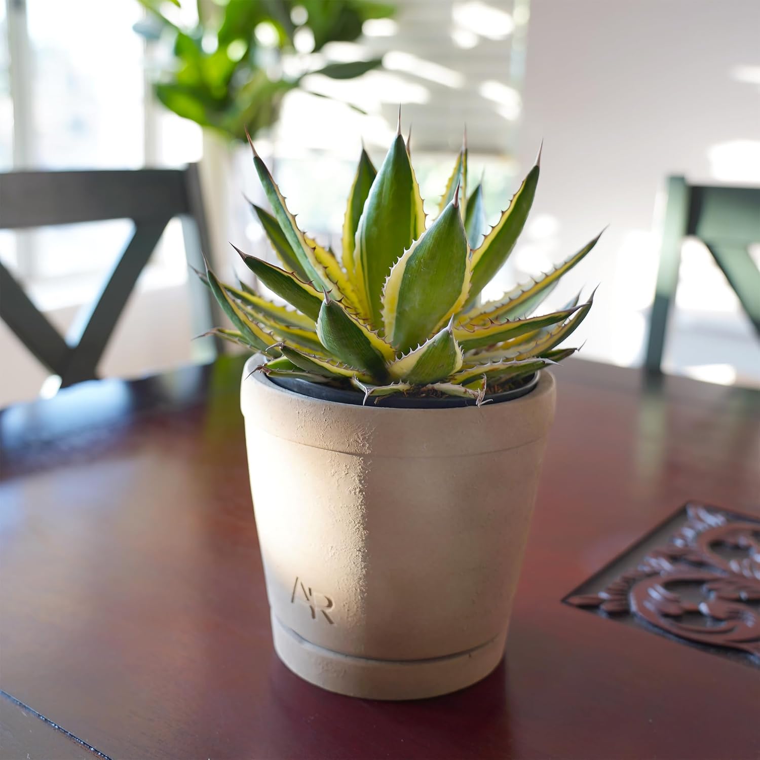 Altman Plants lophantha Quadricolor Agave Plant, Exotic Succulent, Live Plant Decor, Exotic Plants & Rare Plants, Real Plants Live Succulents Plants Live Houseplants, Rare Succulent Plants Live Plants