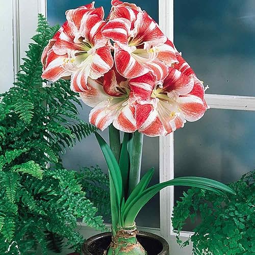 Bombilla de payaso Amaryllis en enorme bulbo 11.0-14.2 in, fácil de cultivar!
