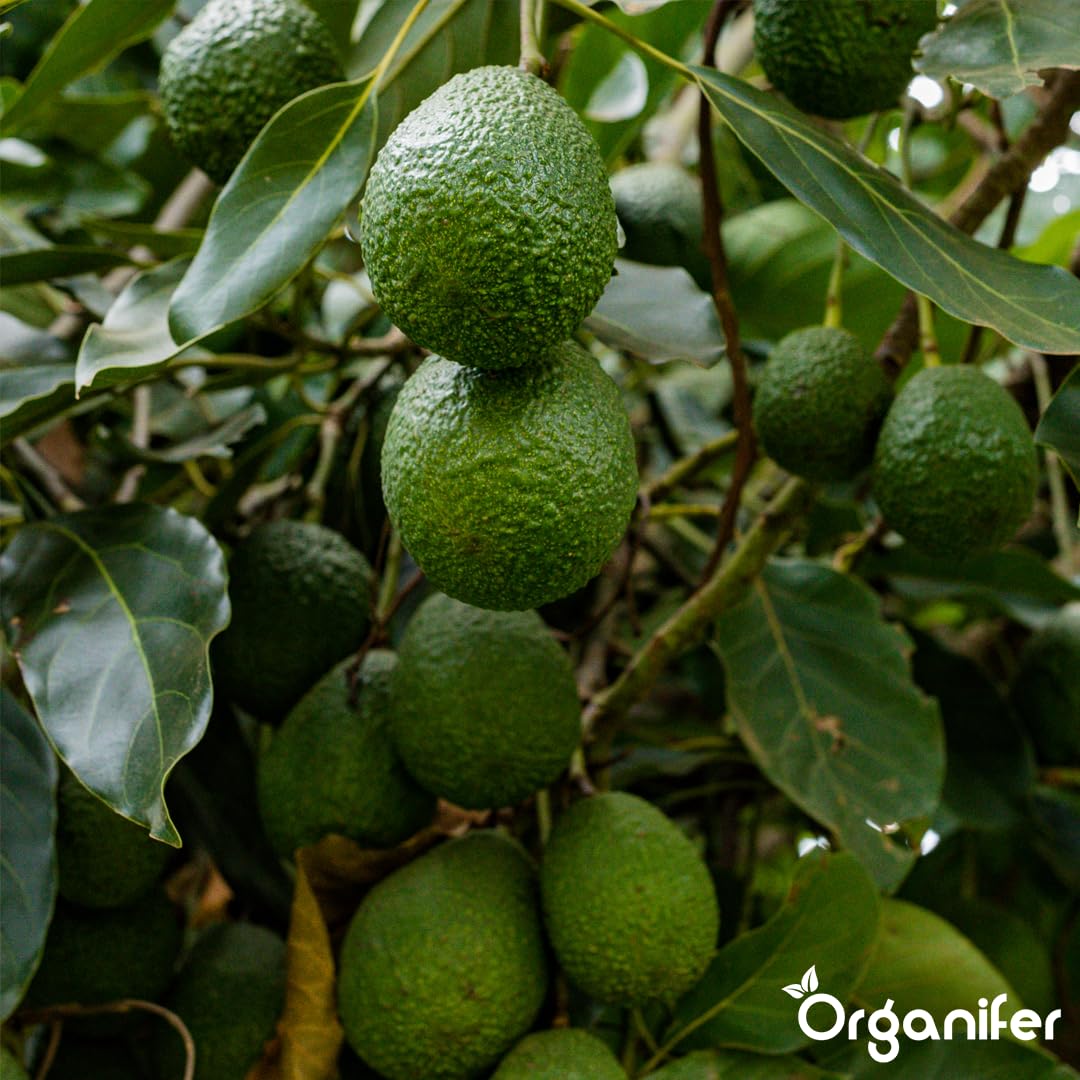 Engrais Liquide pour Avocatier, 1L, Organique, pour Arbres Robustes et Feuilles Saines