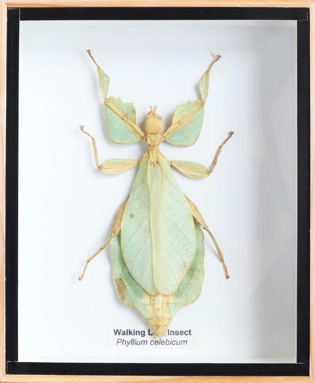 Very Rare Real Walking Leaf Insect phyllium celebicum Taxidermy in Wood Box Display for Collectibles