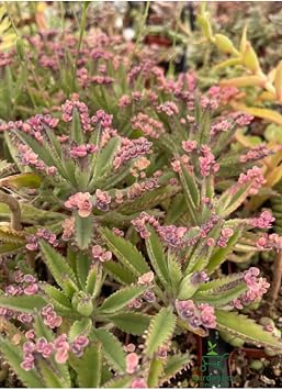 Pembe Aşkın Gözyaşı Çiçeği, Kalanchoe Daigremontiana, 10-15 cm