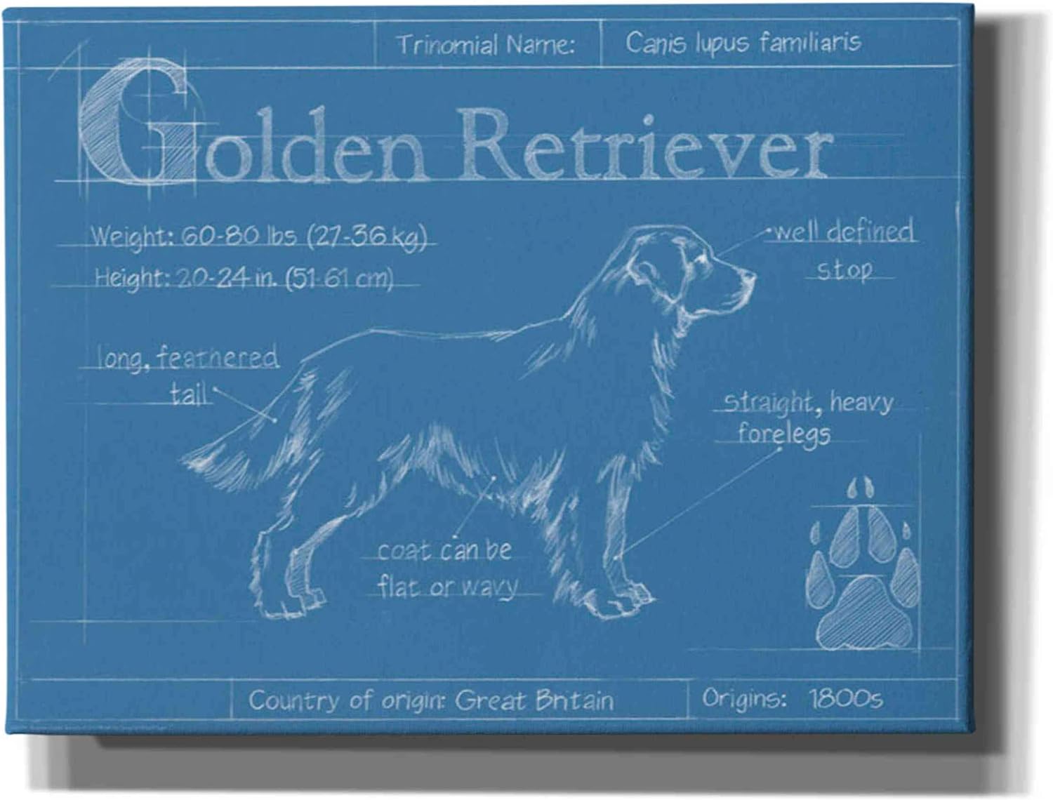 Epic Graffiti 'Blueprint Golden Retriever' by Ethan Harper Canvas Wall Art, 16"x12"
