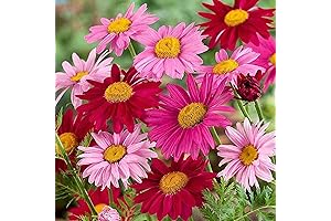 Robinson's Plants Garden Flower Seeds: 1000+ Pyrethrum Tanacetum Chrysanthemum