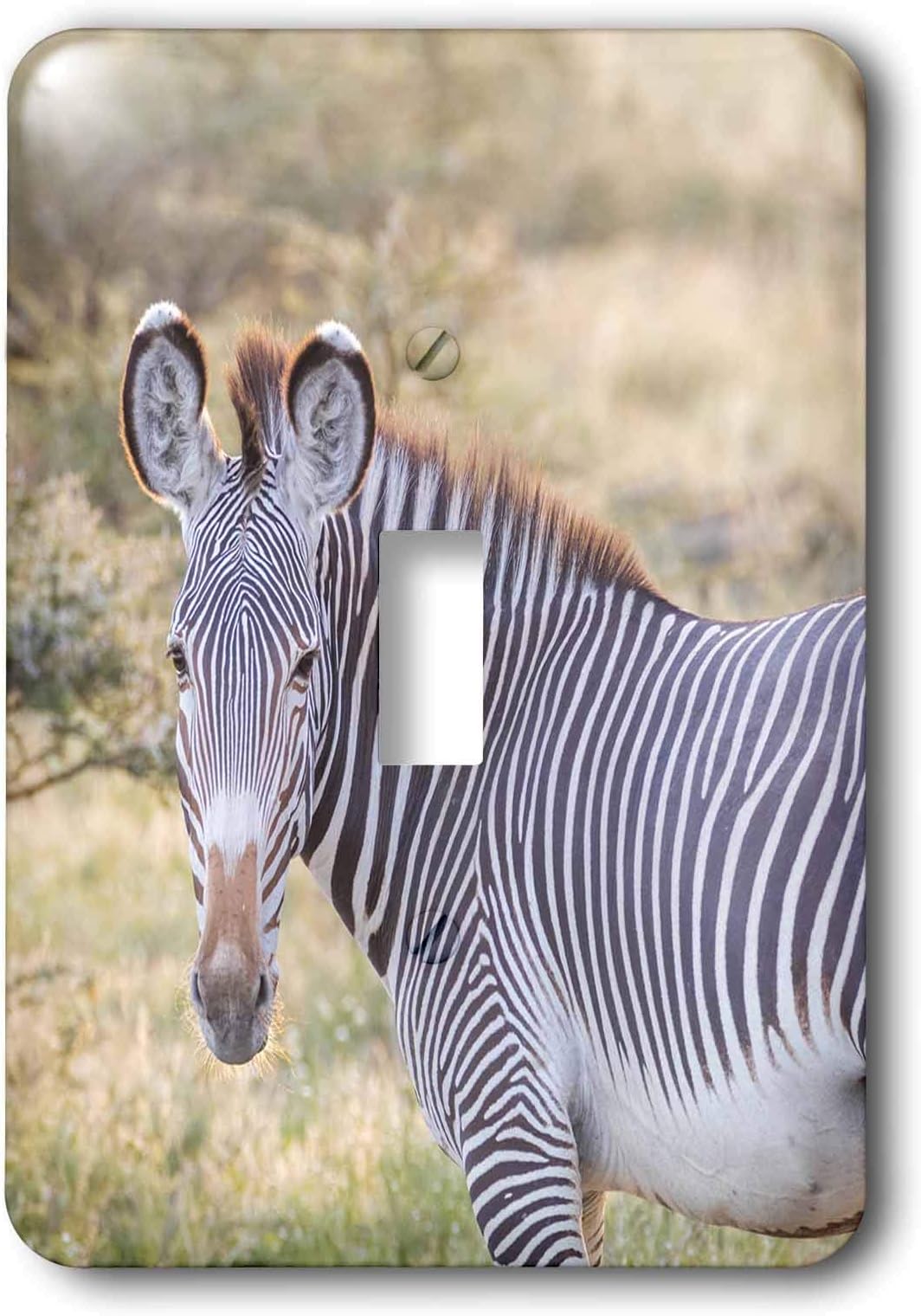 3dRoseDanita Delimont - Zebras - Africa, Kenya, Samburu National Game Reserve and Park, Grevys Zebra. - single toggle switch (lsp_310430_1)