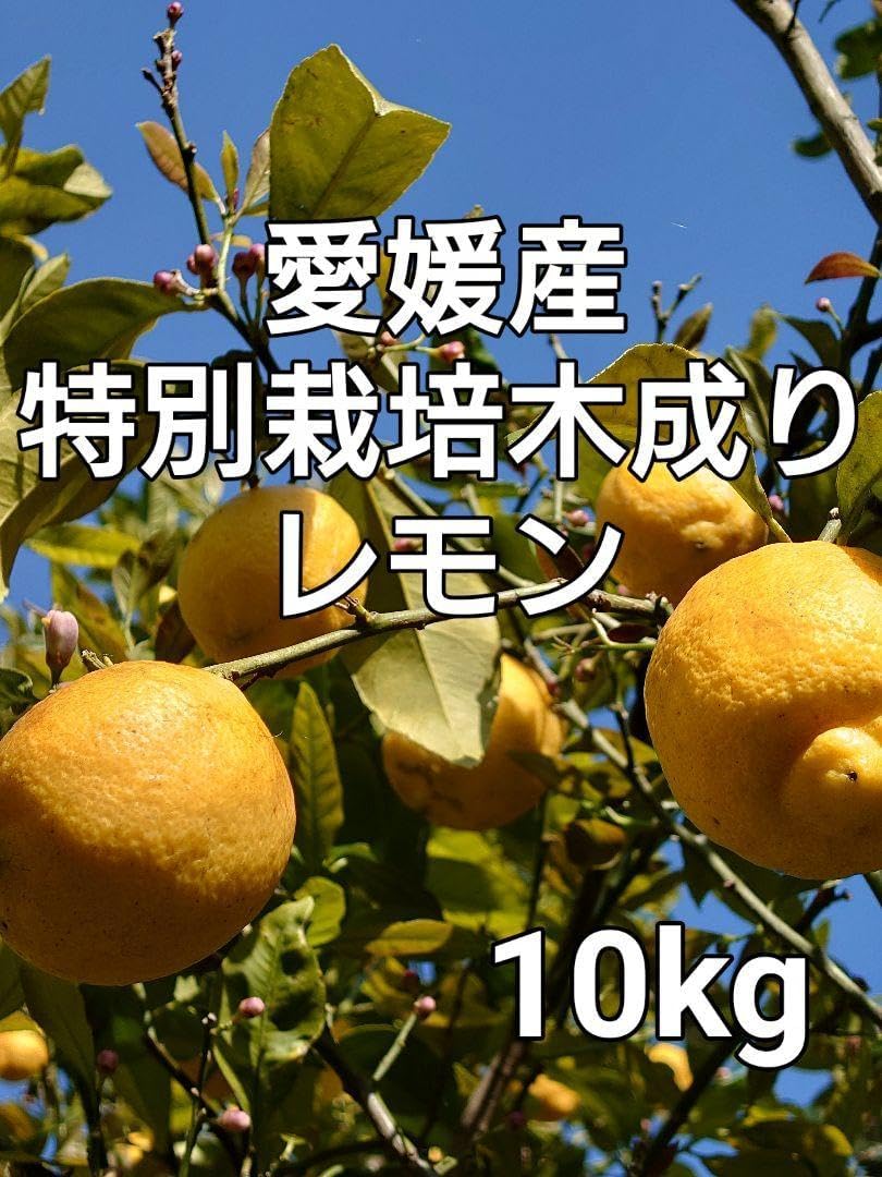 農薬不使用の国産レモン 10kg箱【夏木成りレモン！愛媛の農家直送】0720た