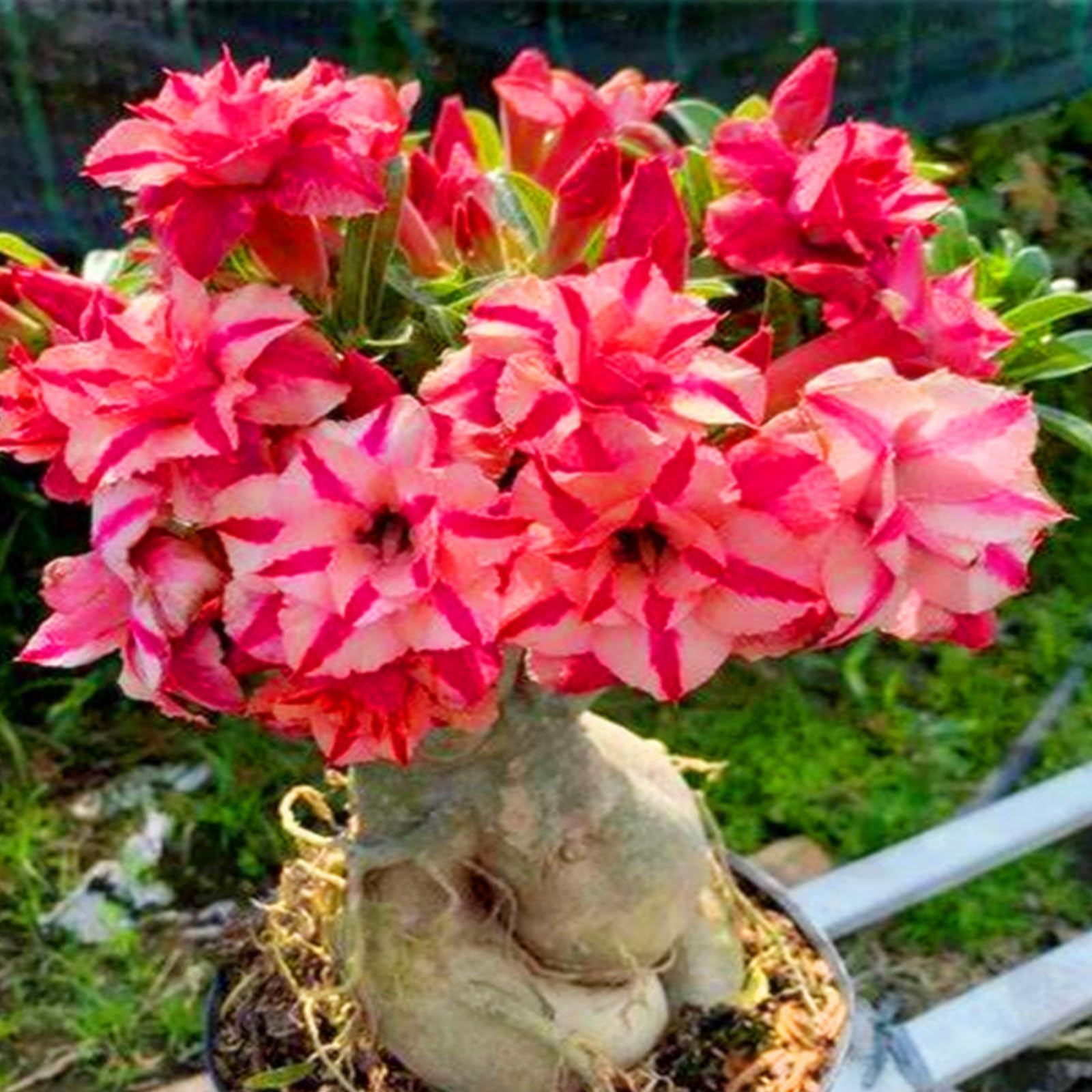 Desert Rose Bulbs,Easy to Plant, Perennial Desert Rose- Fragrant Flowers-Ready to Plant Garden Displays, Ornamental Flowers,-5Bulbs-B — image 1