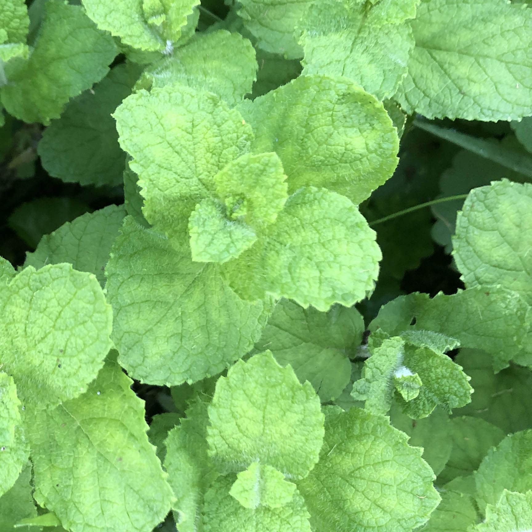 Amazon.com : Organic Apple Mint Live Plant, (Mentha suavolens) in 2.5 inch  Pot. : Patio, Lawn & Garden