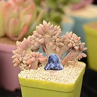 Vista 4 de Tofficu Decoración al aire libre, 6 piezas de cerámica de hongos de jardín, estacas, estatua de hongos para patio, césped, decoración de macetas al