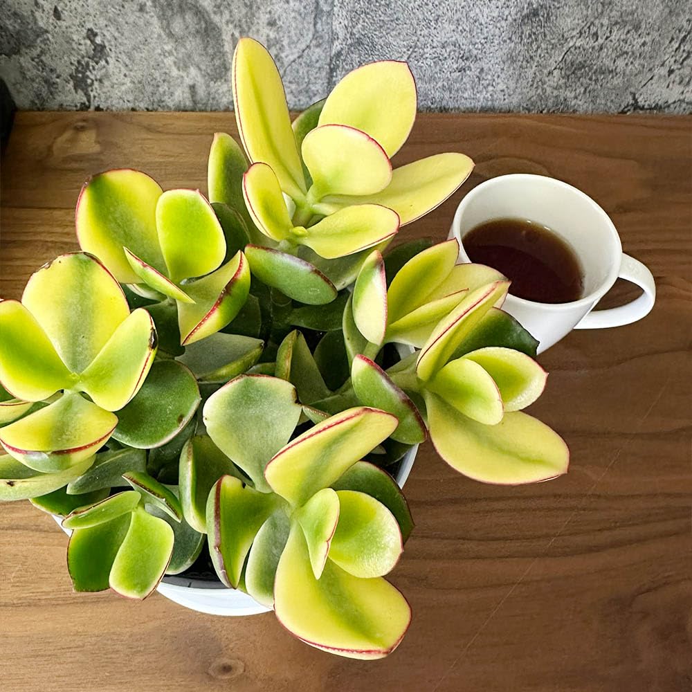 Amazon｜観葉植物 金のなる木 斑入り 黄金花月 選べるサイズ 4号 5号