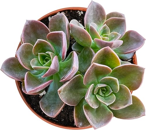 Sprout N Green Echeveria Melaco, 1 paquete de mini planta suculenta viva rara totalmente enraizada en macetas de 4 pulgadas con mezcla de tierra,