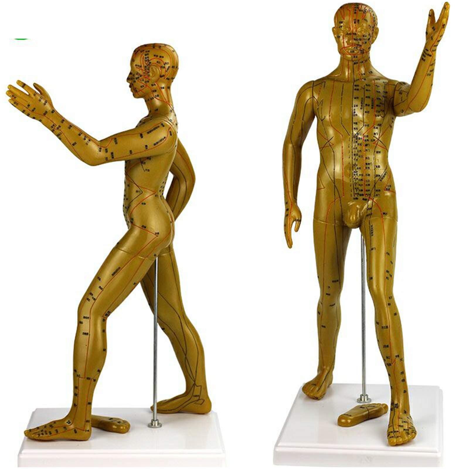 Sjdopulse Men's Acupuncture Model - Human Body Meridian Model - Bodybuilding Type Human Acupoint Model - With Meridian Points, Soft Vinyl Material, 50Cm/19.69 Inch
