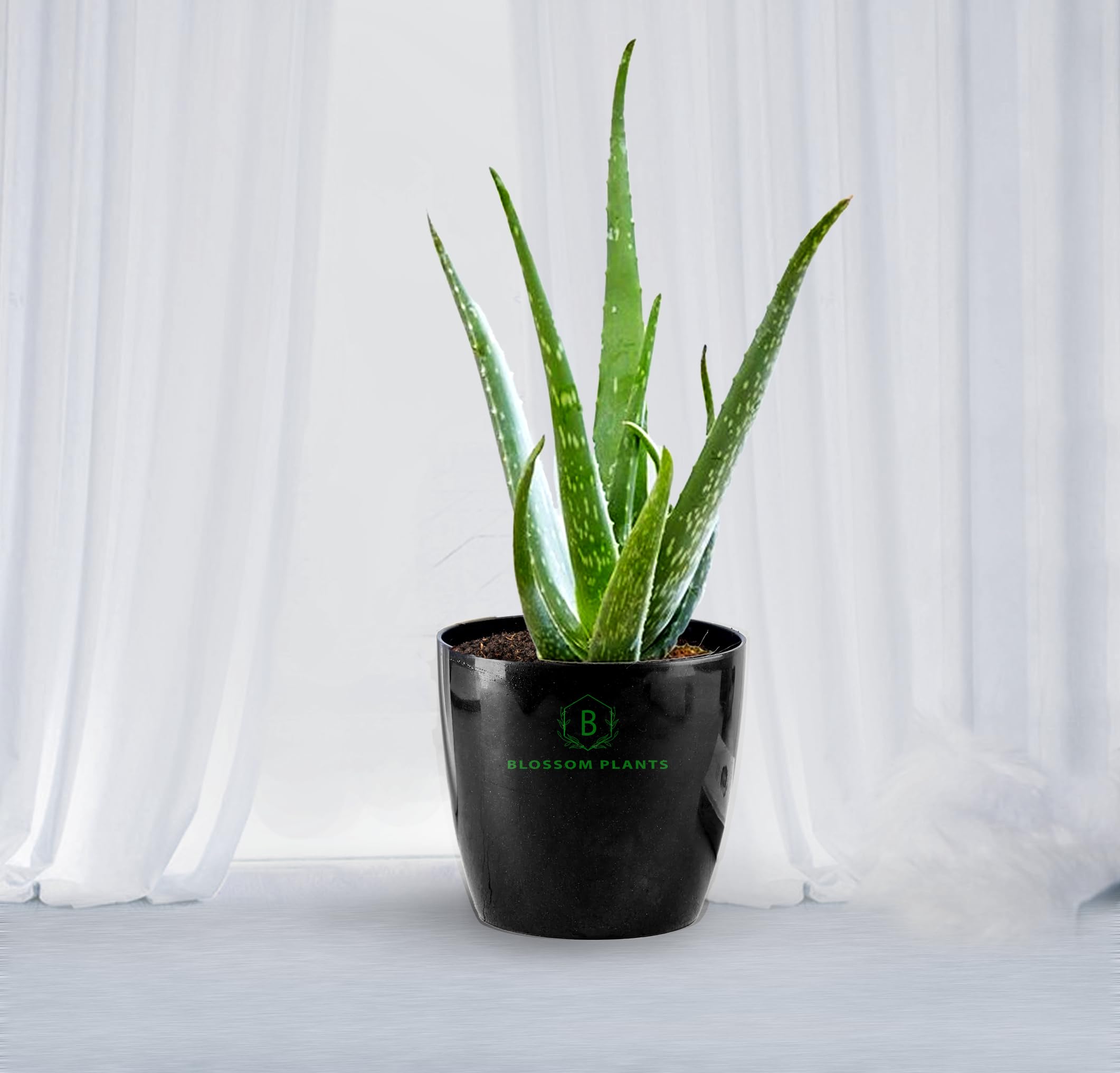 BLOSSOM Plants aloe vera Live Indoor Plants with Black Pot, Best for Home, Office & Garden. (Black) (B0CXNBB21P) Amazon Price History, Amazon Price Tracker